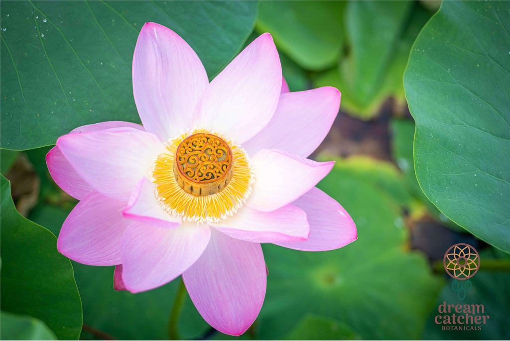 Sacred Pink Lotus Nelumbo nucifera live flower in pond with tea cakeLUCID DREAM HERB