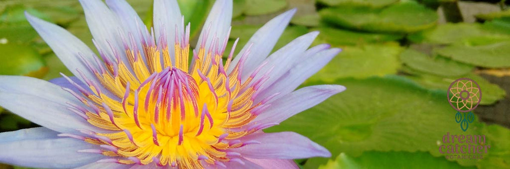 The Miracle of the Lotus Flower - Awakenings Health