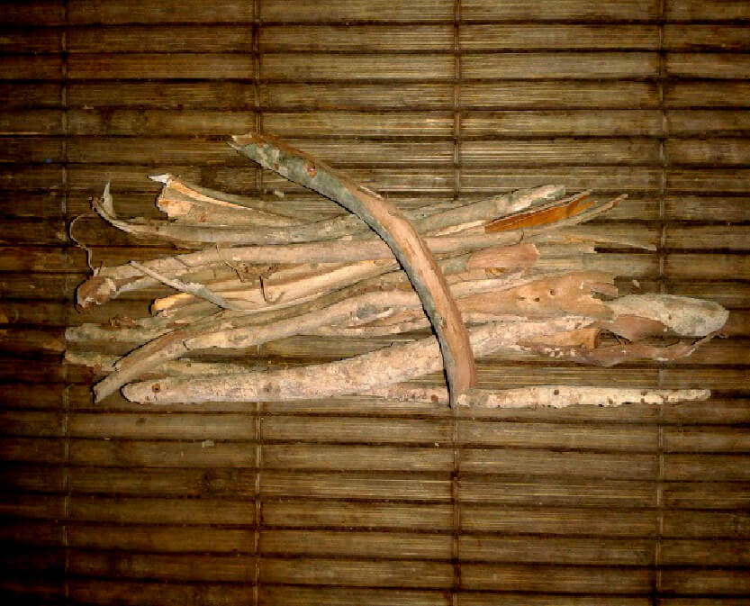 Bobinsana Sacred Teacher Plant Calliandra angustifolia Whole Bark Pieces LUCID DREAM HERB