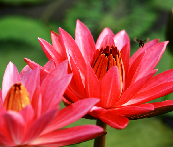 Red Lotus and white lotus harvesting Nymphaea rubra Red Lotus for Deepening Shamanic, Meditation, Dreaming or Yogic Practices. Activate, Open, Cultivate and Enhance THIRD EYE Activity. DREAM HERB