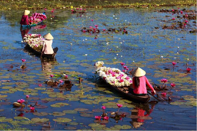 Red Lotus and white harvesting  Nymphaea rubra Red Lotus for Deepening Shamanic, Meditation, Dreaming or Yogic Practices. Activate, Open, Cultivate and Enhance THIRD EYE Activity. DREAM HERB