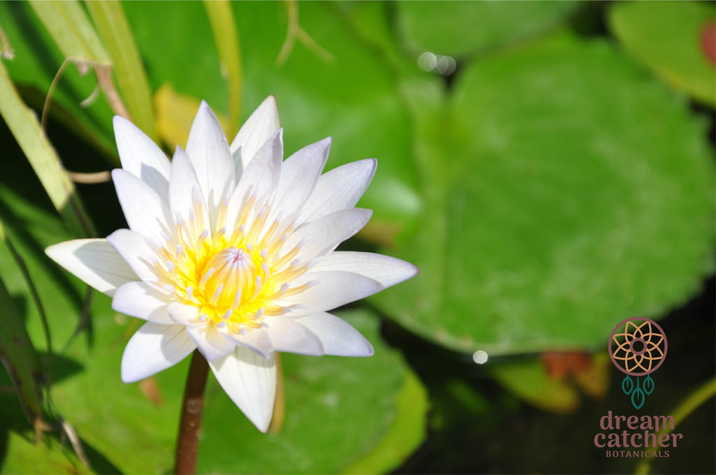 White Lotus Nelumbo nucifera var alba nymphaea ampla Live Flower in pond blossom flower Nymphaea rubra Red Lotus for Deepening Shamanic, Meditation, Dreaming or Yogic Practices. Activate, Open, Cultivate and Enhance THIRD EYE Activity. DREAM HERB